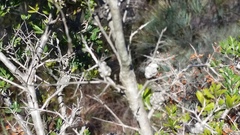 Melaleuca thymoides