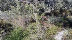 Melaleuca thymoides