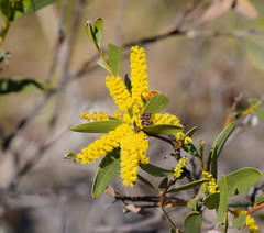 Juliflorae