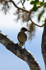 Mimus parvulus barringtoni