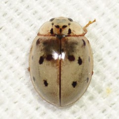 Mulsantina cyathigera