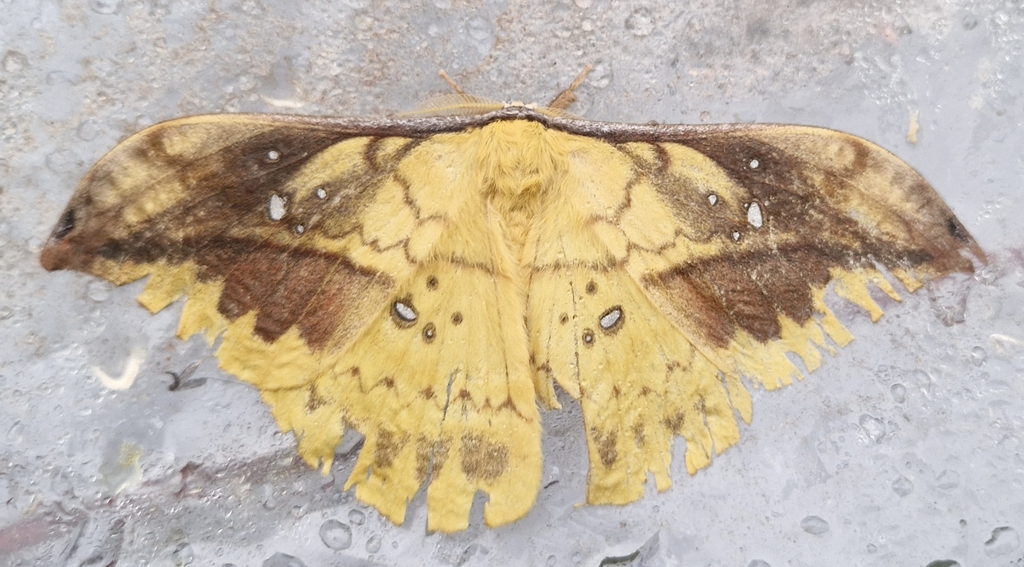 Copaxa satellitoidea