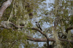 Mimus parvulus