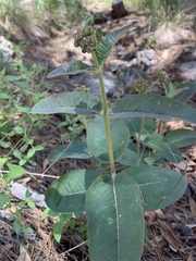 Asclepias hypoleuca
