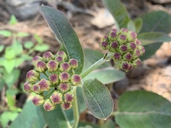 Asclepias hypoleuca