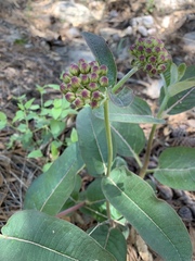 Asclepias hypoleuca