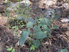 Asclepias hypoleuca
