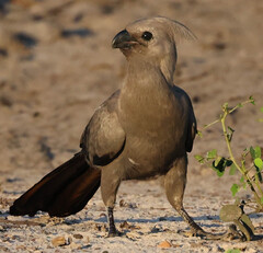 Grey Go-Away-Bird photo 5