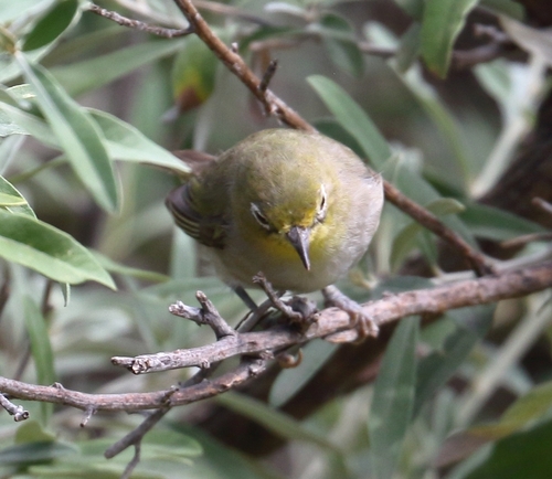 Orange River White-eye (Zosterops pallidus), photo 3