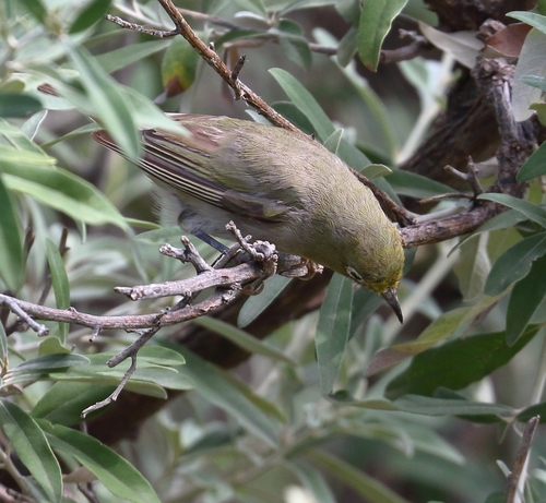 Orange River White-eye (Zosterops pallidus), photo 4