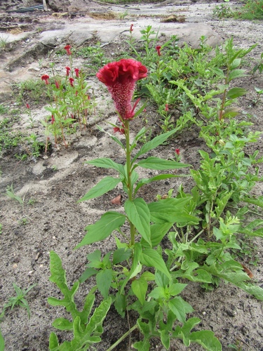 Celosia (Cockscomb) plant photo (Celosia argentea)