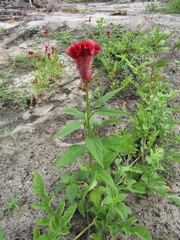 Cockscomb (Celosia argentea)