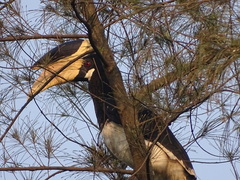 Anthracoceros coronatus