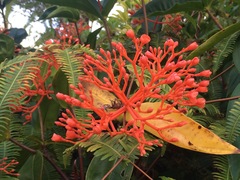 Medinilla scortechinii