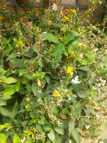 Image of Barleria prionitis by (c) Raja Sekhar Chimirala, some rights reserved (CC BY)