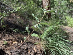 Asclepias hypoleuca