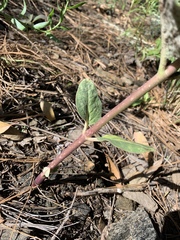 Asclepias hypoleuca
