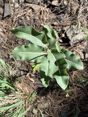 Asclepias hypoleuca