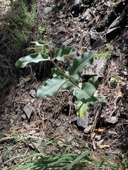 Asclepias hypoleuca