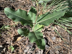Asclepias hypoleuca