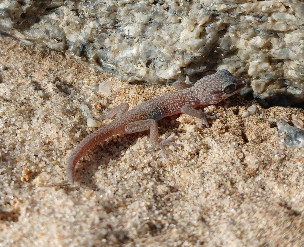 Coastal Thick-Toed Gecko