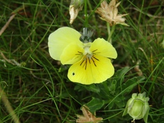 Viola lutea