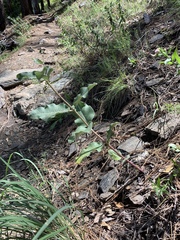Asclepias hypoleuca