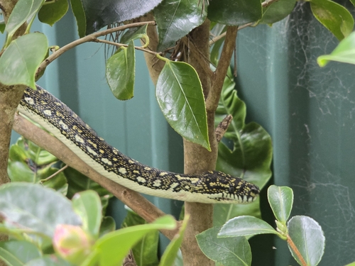 Diamond Python sighting