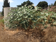 Ricinus communis