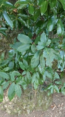 Aucuba japonica