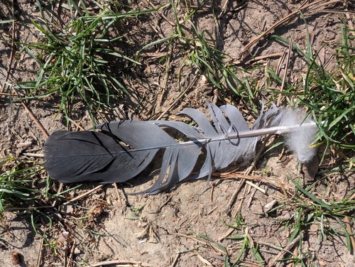 Plume de Pigeon ramier