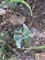 Asclepias nummularia