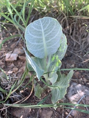 Asclepias nummularia