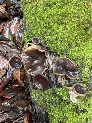 Neogyromitra parma