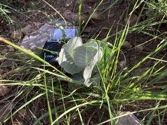 Asclepias nummularia