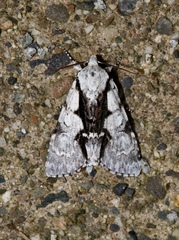 Acronicta funeralis