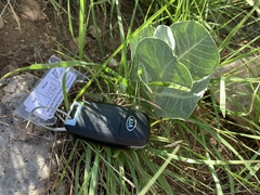 Asclepias nummularia