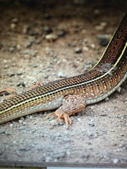 Gerrhosaurus nigrolineatus