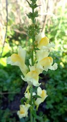 Linaria vulgaris