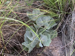 Asclepias nummularia