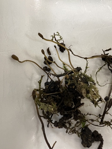 Scleromitrula shiraiana