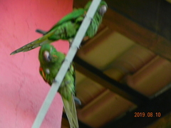 Psittacara leucophthalmus