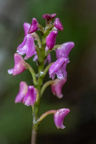 Rosea Orchid