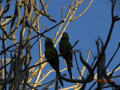 Psittacara leucophthalmus