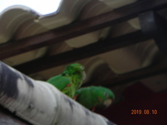 Psittacara leucophthalmus