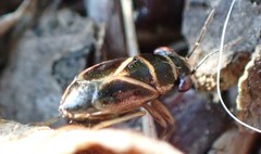 Geocoris grylloides