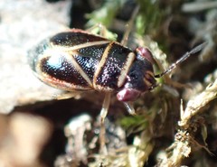Geocoris grylloides