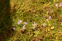 Galatella