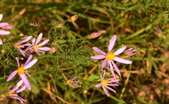 Galatella
