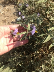 Solanum elaeagnifolium
